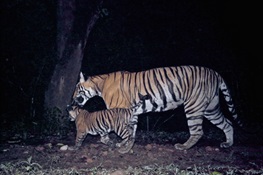 WCS Releases Top Ten Camera Trap Pics from 2014
